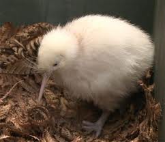 Kiwi blanc, une espèce très rare